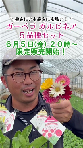 A set of 5 varieties of Gerbera garvinea is now on sale! They bloom beautifully regardless of the...