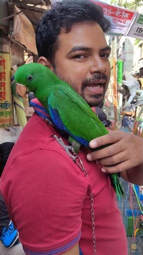Green Eclectus Parrot at Bird Market | পাখির কেল্লা || #birds #ytshorts #pets #shorts
