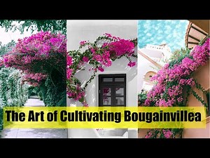 Bougainvillea Beauty: The Art of Cultivating Bougainvillea