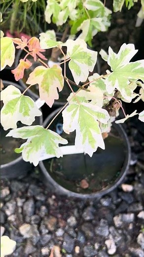 Acer campestre 'Carnival' White Variegated Maple
