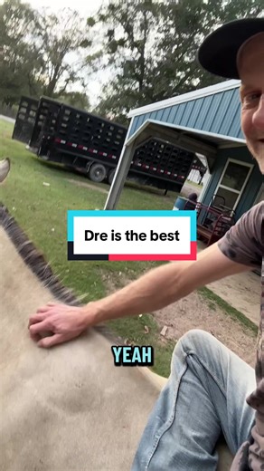 Dre: The Perfect Horse for Training and Bonding