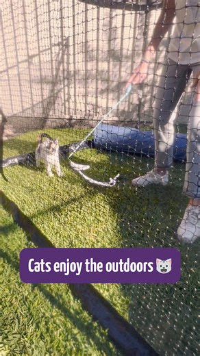 😺 Cats love spending time outdoors and a cat enclosure is a great way to allow them to do that in a safe and enriched space. Dr Katrina explains why cat enclosures are such a great idea for both you and your cat. For more info, head to: www.catnets.com.au | catnets.com.au