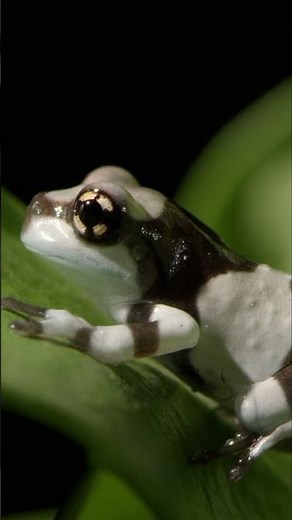 Corroboree Frog: Nature's Ultimate Poison Alchemist #wildlife #animals #australia