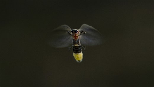More fireflies are lighting up Chicago this summer, experts say