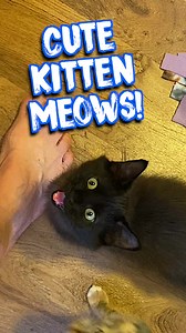 61K views · 5.1K reactions | Meowning kitten squeaks… enjoy!  #kitten #meow #cute #catmanchris #cats | Cat Man Chris | Facebook