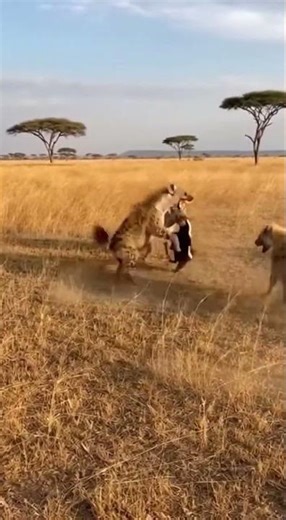 Hyena vs Honey Badger: A Fierce Battle in the Savanna! #wildlife #nature #animals