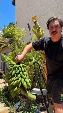 How I Cut Down My Banana Tree 🍌