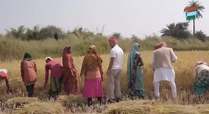 876K views · 72K reactions | राहुल जैसा कोई नहीं ✔️ देखिए! राहुल गांधी जी को धान काटते हुए | Bajrang Bharti Goswami | Facebook