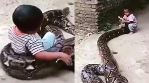 Viral Video: పిల్లాడు కాదు చిచ్చర పిడుగు.. 10 అడుగుల పైథాన్‌‌తో చెడుగు ఆడేసుకున్నాడు.. వీడియో చూస్తే షాక్ అవుతారు!