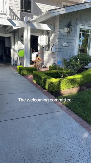 “Hello welcome home would you like to come in ?” #bennythegolden #goldenretriever #dogsoftiktok #goldenretrieverpuppy #goldenretrieversoftiktok