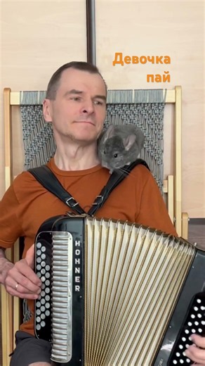 Девочка пай / М. Круг - на гармони #шансон #accordion