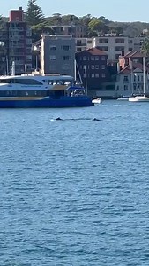 Three whales are cruising through Manly Cove this morning - a magical start to your Tuesday!Thanks to all who sent in photos and videos 🐋 🎥 | Manly Observer