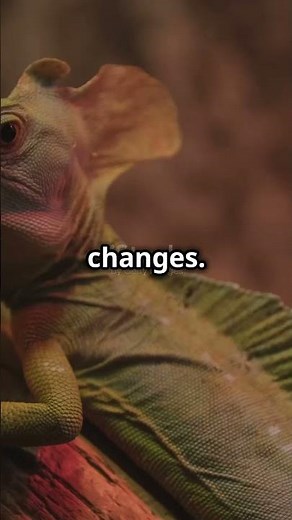 5 Amazing Facts About the Basilisk Lizard