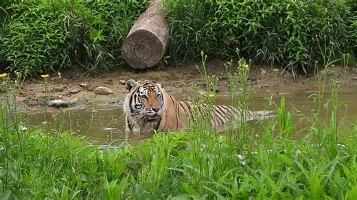 Spice girl the water stalker hunter. | Shalom Wildlife Sanctuary