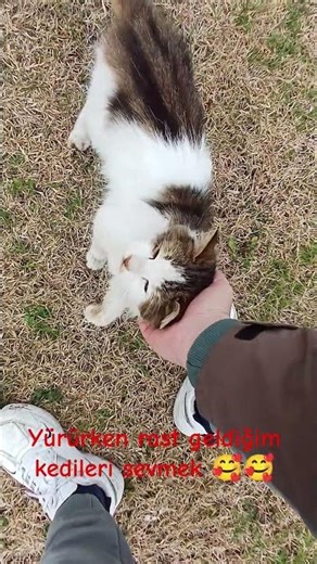 #cat #funny #cute #cutebaby #cutecat #animals #keşfet #keşfetbeniöneçıkar #keşfetteyiz #kedi #kitten