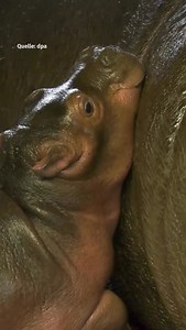 Große Kulleraugen, kurze Beine und kleine Ohren: So schmiegt sich das Flusspferd-Baby an seine Mutter. Geboren wurde es am 28. September im Berliner Zoo. Es ist auch noch sehr klein, selbst für ein Baby. Das liegt wohl daran, es eine Zwillingsgeburt war. Nur eines der Jungen überlebte. „Nun heißt es Daumen drücken, dass der Kleine kräftig bei der Mutter trinkt und schnell an Gewicht zulegt“, sagt ein Fachmann aus dem Zoo. #Flusspferd #ZooBerlin #HippoBaby #BerlinerMorgenpost | Berliner Morgenpos