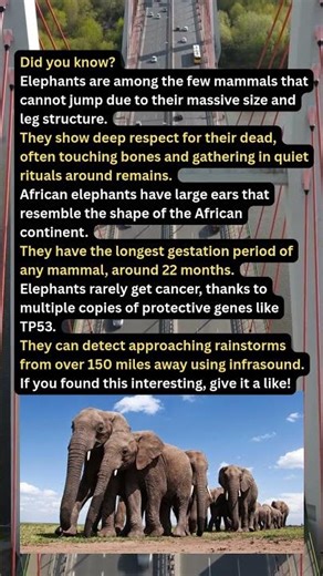 Elephants Defy Cancer Odds with Extra Copies of the "Guardian of the Genome" Gene (TP53)