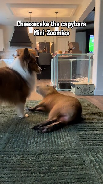 Capybaras Get Zoomies Too! The Wild Side of Cheesecake’s Energy