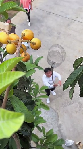 Fruit Picking Techniques for Garden Enthusiasts