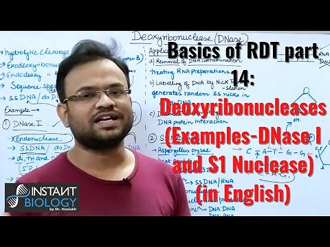 Basics of RDT part 14: Deoxyribonucleases (Examples-DNase I and S1 Nuclease)