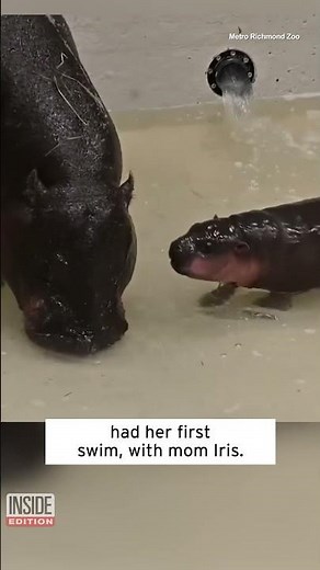 Poppy the Baby Pygmy Hippo Goes for a Splash #shorts