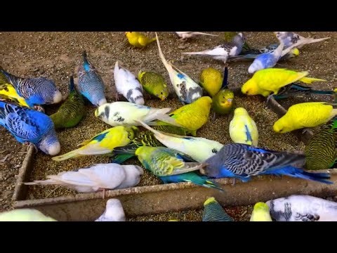 Beautiful Budgies aviary Video | Happy Budgies colony video | Budgies breeding sounds
