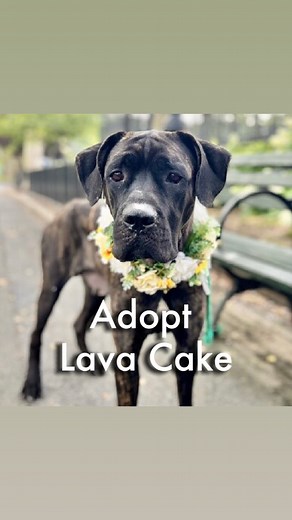 15K views · 456 reactions | Status: Available for adoption! Lava...