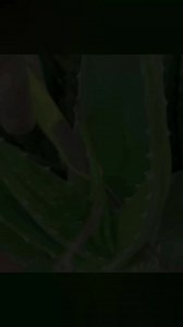 1M views · 10K reactions | DIY Aloe Vera Powder  #homeremedies #naturalfacepack #aloeverafacepack #shorttimesecret | Short Time Secret | Facebook