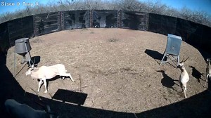 649K views · 9.1K reactions | Addax looking for a new zip code. 2 good horn bulls 1 goofy horn bull 1 broke cow Text the word SISCOD to 844-883-3812 to be alerted of new animals for adoption and other exclusive updates! Www.siscodtrapping.com | Sisco D Trapping & Exotics | Facebook