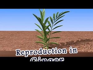 ginger giving birth - how ?pregnancy or ? Vegetative propagation in Ginger