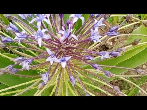 بدأت قناة " كل ما هو مفيد في البادية " بثًا مباشرًالان جمعة مباركة عليكم جميعا يارب