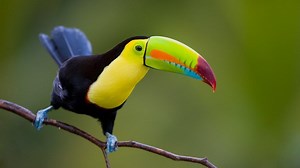 Slings and Springs for healthy shoulder Class