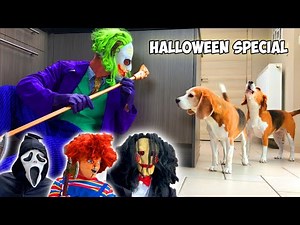 Funny Beagles Get Pranked Compilation : Funny Beagles Louie & Marie