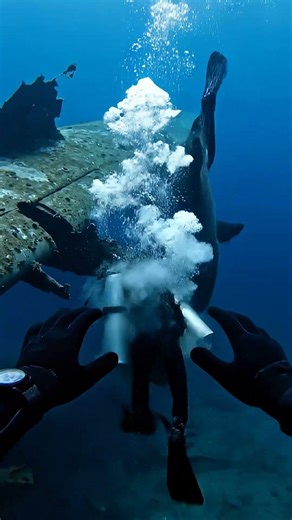 Shark Hit My Buddy’s Tank Near a Sunken Plane Wing 😳🦈 #underwater #shorts #viral