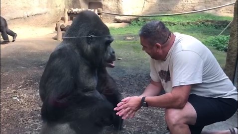 Emotional moment gorilla recognises his former keeper after 23 years apart