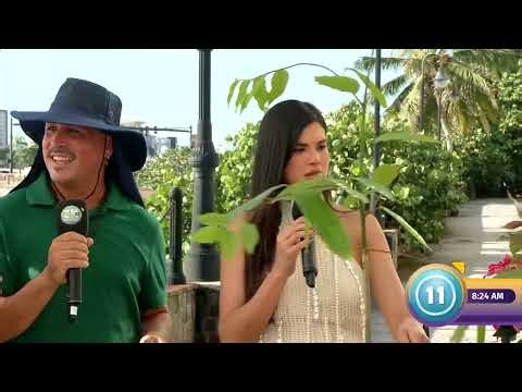 Descubre qué árboles plantar para darle sombra a tu finca