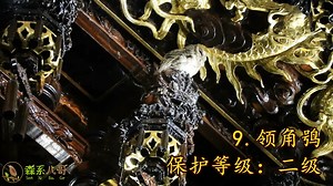 calls of 10 owls: Asian Barred Owlet, Barn Owl, Short-eared Owl, Boreal Owl, Brown Wood Owl, Tawny Owl, Oriental scops Owl, Mountain scops Owl, Collared scops Owl & Oriental Scops Owl. 🌹🌹🌹🌹🌹 #China #nature #birds #wildlife #travel #peace #beauty #beautiful #love | Lin hillside