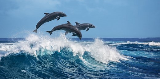 Curious Kids: Why do dolphins jump out of the water?