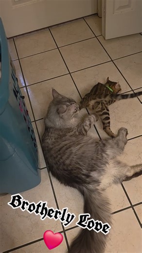 doodlebugberners (@doodlebugberners)’s videos with оригинальный звук - ꧁𝕊𝕠𝕦𝕝꧂