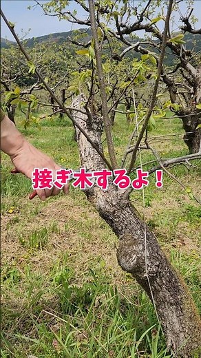 接ぎ木するよ！ #剪定 #農業 #接ぎ木
