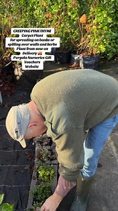 #add WEBSHOP https://pergolanurseries.ecwid.com Creeping Pink Thyme ..loves spreading on banks or spilling over walls and kerbs . Winter hardy and lasts . Likes a sunny and free draining spot . Loved by bees and pollinators Planting time is from now . Available in WEBSHOP https://pergolanurseries.ecwid.com ALL IRELAND DELIVERY 🚚 32 Counties Pergola Nurseries Garden Corner, Virginia, Co Cavan “A gardeners oasis of quality plants “ Open Tuesday to Saturday 10.3-5 Open Sundays 2-5 #fyp #grow #gard