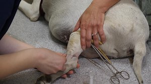 Premium stock video - Close-up of taking a blood smaple from a big dog at vet clinic