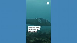 Huge manta ray swims by divers in Maldives