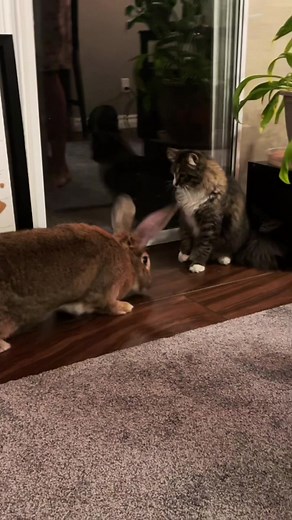 Cat and Rabbit Friendship: A Match Made in Pet Heaven