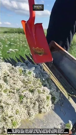 Harvesting wild flowers using Worktool sickle reaper