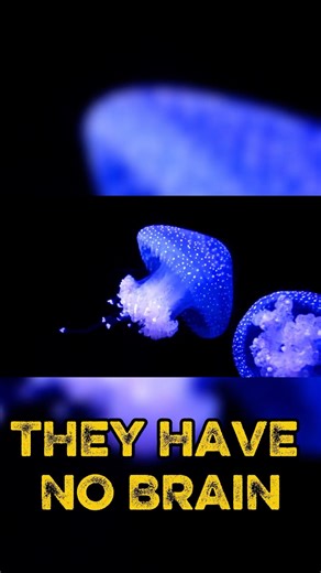 HOW JELLYFISH SURVIVE WITHOUT A BRAIN