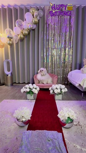 Celebrate Your Dog's Birthday: Fun Ideas and Tips