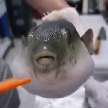 Pufferfish eating carrot aware scale meme