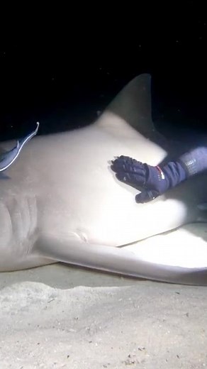 Petting a GIANT Shark!