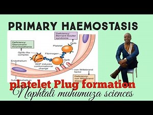 primary Haemostasis| platelet plug formation